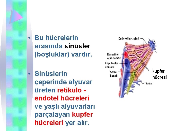  • Bu hücrelerin arasında sinüsler (boşluklar) vardır. • Sinüslerin çeperinde alyuvar üreten retikulo