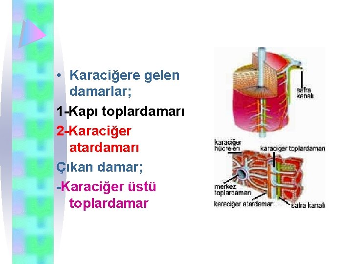  • Karaciğere gelen damarlar; 1 -Kapı toplardamarı 2 -Karaciğer atardamarı Çıkan damar; -Karaciğer