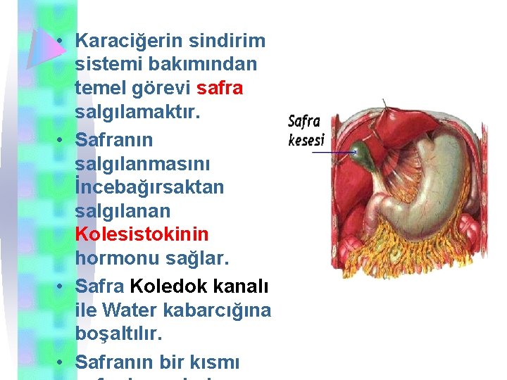  • Karaciğerin sindirim sistemi bakımından temel görevi safra salgılamaktır. • Safranın salgılanmasını İncebağırsaktan