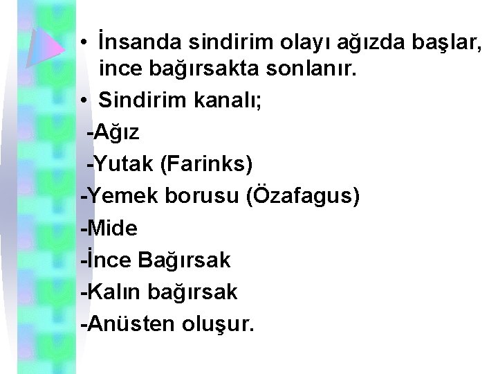  • İnsanda sindirim olayı ağızda başlar, ince bağırsakta sonlanır. • Sindirim kanalı; -Ağız