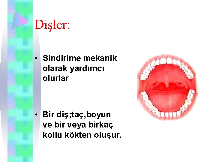 Dişler: • Sindirime mekanik olarak yardımcı olurlar • Bir diş; taç, boyun ve bir