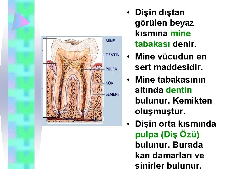  • Dişin dıştan görülen beyaz kısmına mine tabakası denir. • Mine vücudun en