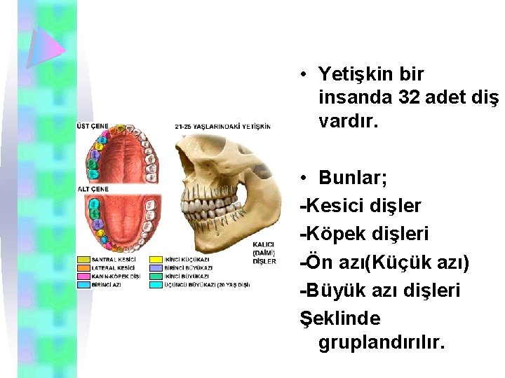  • Yetişkin bir insanda 32 adet diş vardır. • Bunlar; -Kesici dişler -Köpek