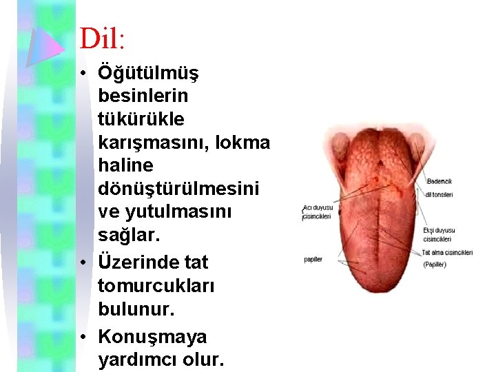 Dil: • Öğütülmüş besinlerin tükürükle karışmasını, lokma haline dönüştürülmesini ve yutulmasını sağlar. • Üzerinde