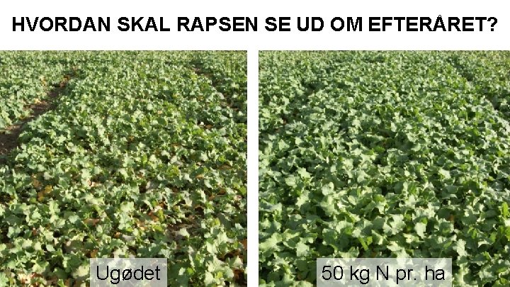 HVORDAN SKAL RAPSEN SE UD OM EFTERÅRET? Ugødet 50 kg N pr. ha 