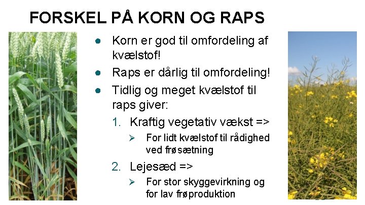 FORSKEL PÅ KORN OG RAPS ● Korn er god til omfordeling af kvælstof! ●