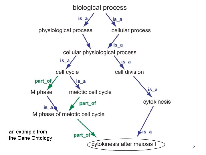 The Gene Ontology an example from the Gene Ontology 5 