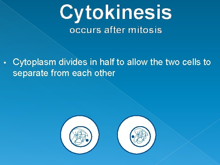 Cytokinesis occurs after mitosis • Cytoplasm divides in half to allow the two cells