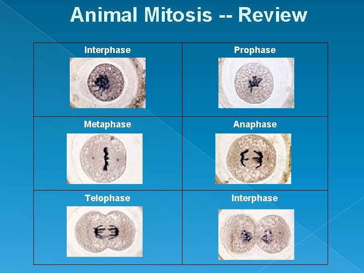 Animal Mitosis -- Review Interphase Prophase Metaphase Anaphase Telophase Interphase 