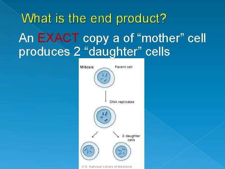  What is the end product? An EXACT copy a of “mother” cell produces