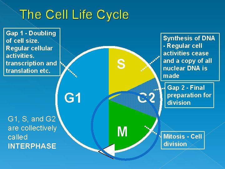 The Cell Life Cycle Gap 1 - Doubling of cell size. Regular cellular activities.