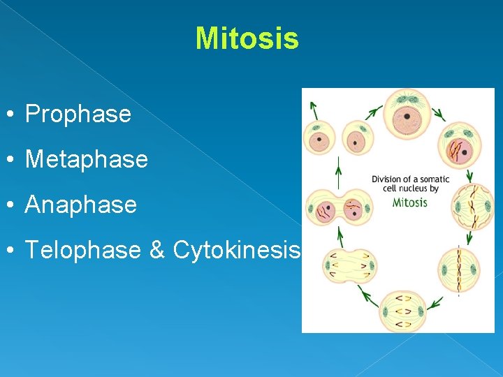 Mitosis • Prophase • Metaphase • Anaphase • Telophase & Cytokinesis 