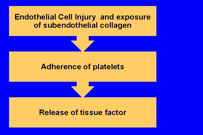 Endothelial Cell Injury and exposure of subendothelial collagen Adherence of platelets Release of tissue