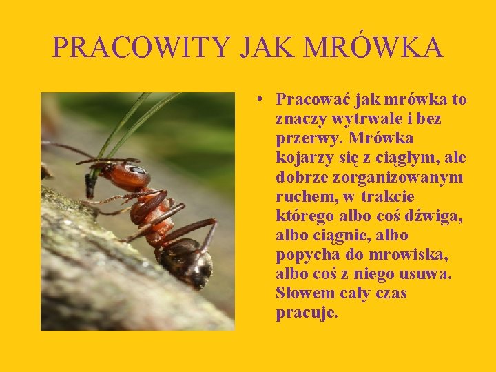 PRACOWITY JAK MRÓWKA • Pracować jak mrówka to znaczy wytrwale i bez przerwy. Mrówka