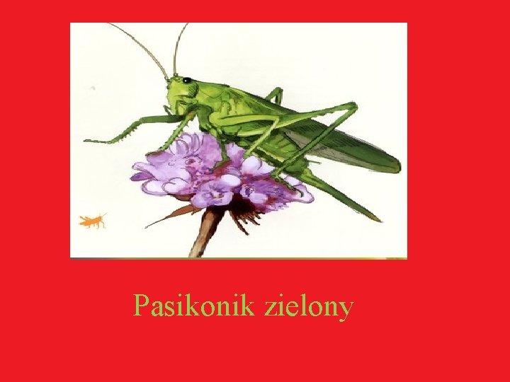 Pasikonik zielony 