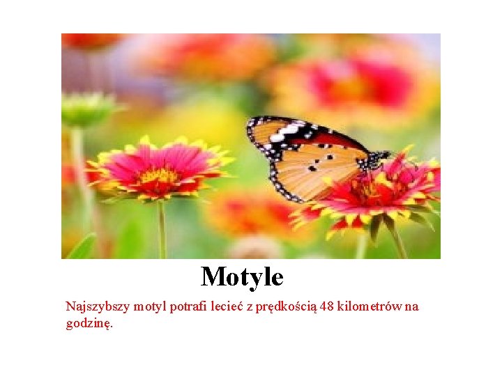 Motyle Najszybszy motyl potrafi lecieć z prędkością 48 kilometrów na godzinę. 