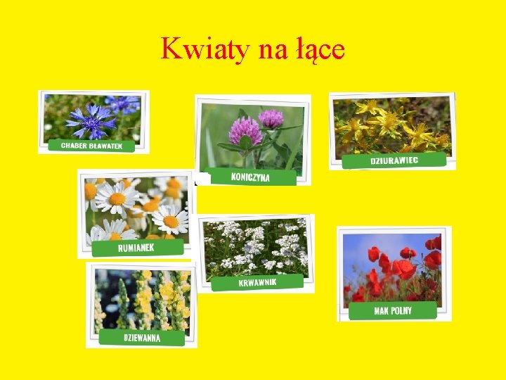 Kwiaty na łące 