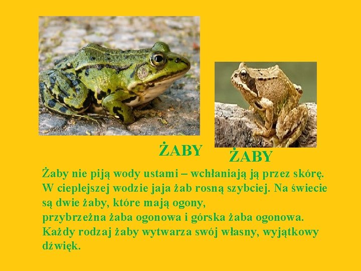 ŻABY Żaby nie piją wody ustami – wchłaniają ją przez skórę. W cieplejszej wodzie