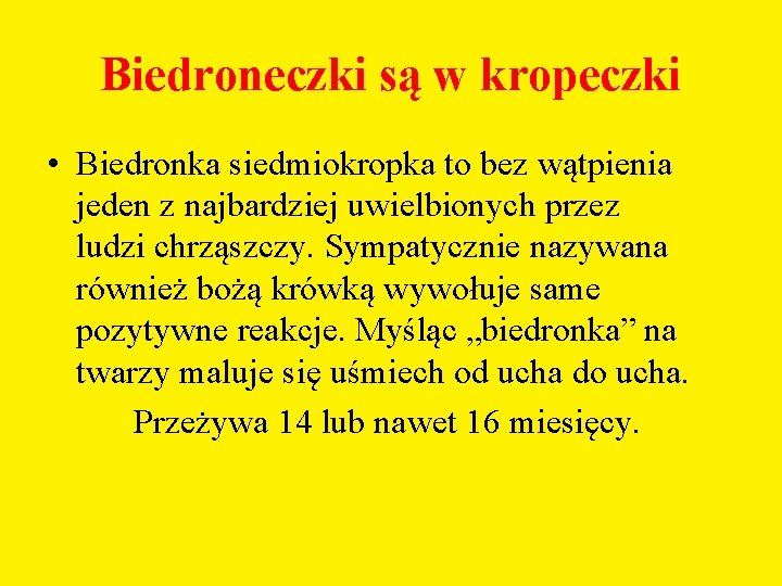 Biedroneczki są w kropeczki • Biedronka siedmiokropka to bez wątpienia jeden z najbardziej uwielbionych