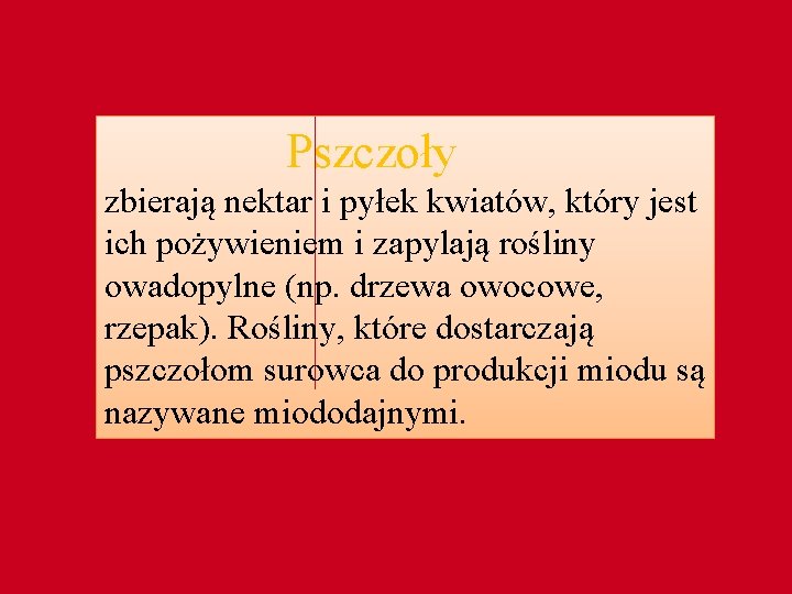 Pszczoły zbierają nektar i pyłek kwiatów, który jest ich pożywieniem i zapylają rośliny owadopylne