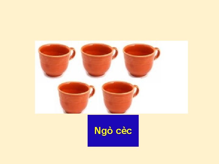 Ngò cèc 