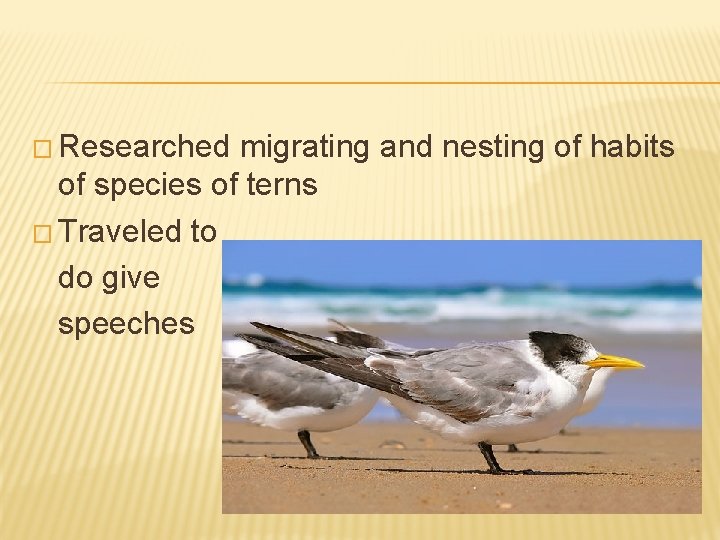 � Researched migrating and nesting of habits of species of terns � Traveled to