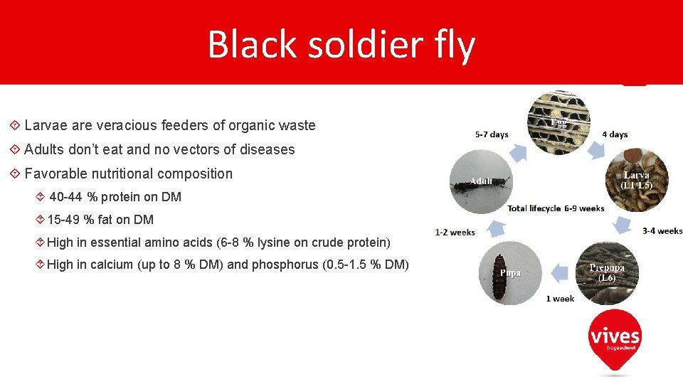 Black soldier fly Larvae are veracious feeders of organic waste Adults don’t eat and