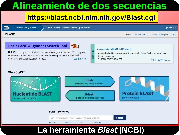 Alineamiento de dos secuencias https: //blast. ncbi. nlm. nih. gov/Blast. cgi La herramienta Blast