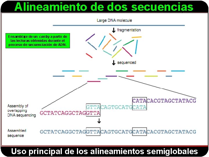 Alineamiento de dos secuencias Ensamblaje de un contig a partir de las lecturas obtenidas