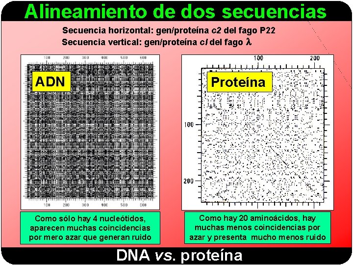 Alineamiento de dos secuencias Secuencia horizontal: gen/proteína c 2 del fago P 22 Secuencia
