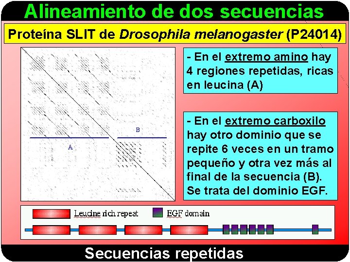 Alineamiento de dos secuencias Proteína SLIT de Drosophila melanogaster (P 24014) - En el