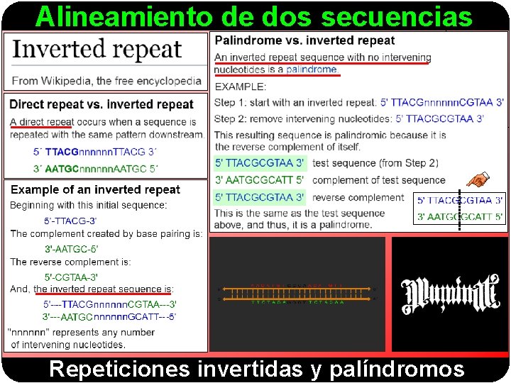Alineamiento de dos secuencias Repeticiones invertidas y palíndromos 
