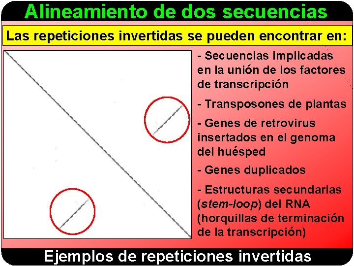 Alineamiento de dos secuencias Las repeticiones invertidas se pueden encontrar en: - Secuencias implicadas