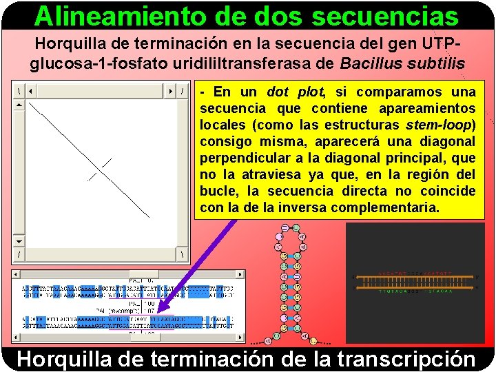 Alineamiento de dos secuencias Horquilla de terminación en la secuencia del gen UTPglucosa-1 -fosfato