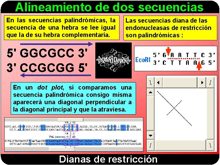 Alineamiento de dos secuencias En las secuencias palindrómicas, la secuencia de una hebra se