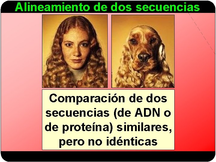 Alineamiento de dos secuencias Comparación de dos secuencias (de ADN o de proteína) similares,