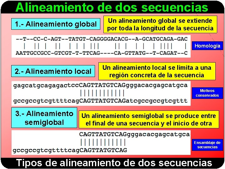 Alineamiento de dos secuencias 1. - Alineamiento global Un alineamiento global se extiende por