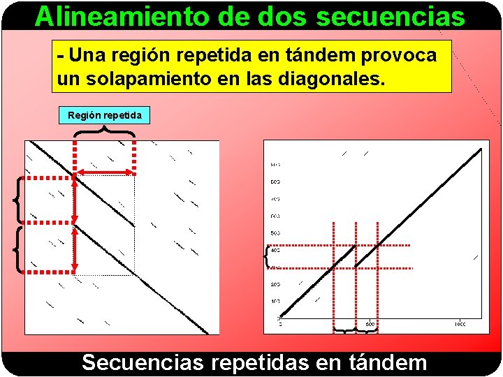 Alineamiento de dos secuencias - Una región repetida en tándem provoca un solapamiento en