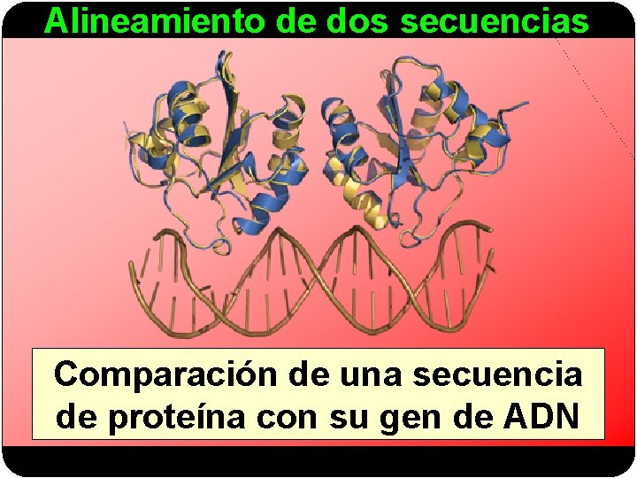 Alineamiento de dos secuencias Comparación de una secuencia de proteína con su gen de