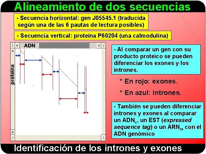 Alineamiento de dos secuencias - Secuencia horizontal: gen J 05545. 1 (traducida según una