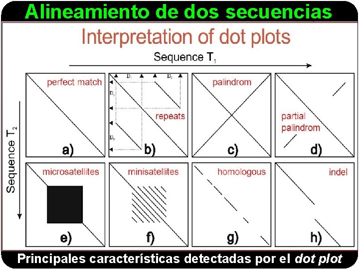 Alineamiento de dos secuencias Principales características detectadas por el dot plot 