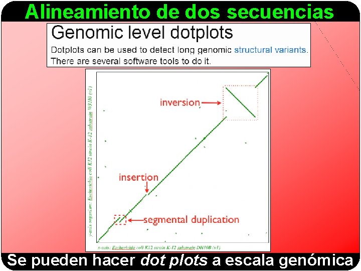 Alineamiento de dos secuencias Se pueden hacer dot plots a escala genómica 