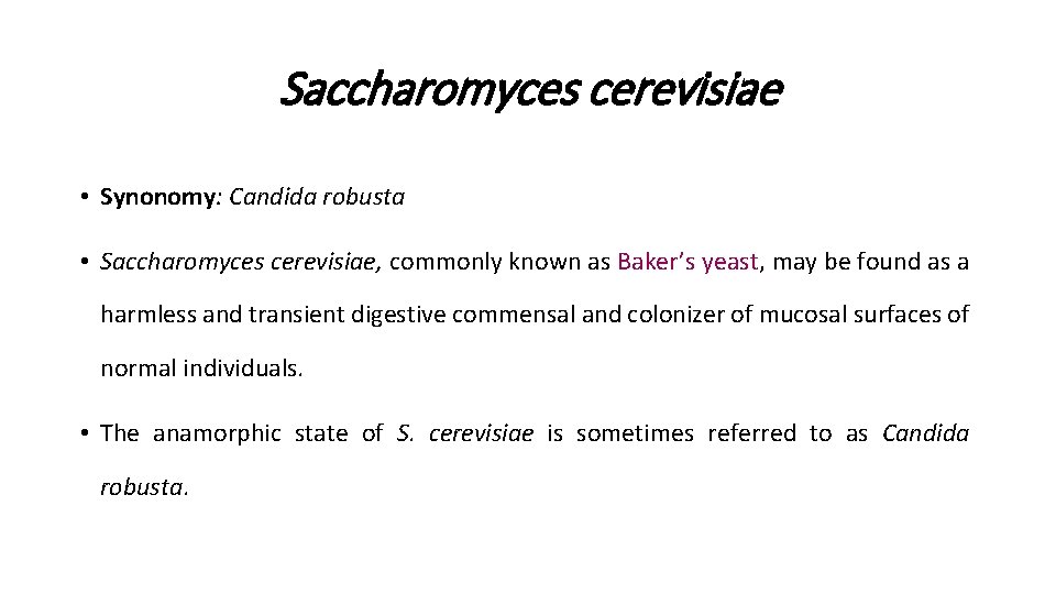 Saccharomyces cerevisiae • Synonomy: Candida robusta • Saccharomyces cerevisiae, commonly known as Baker’s yeast,