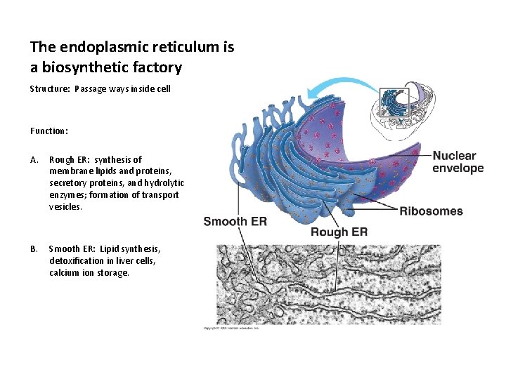 The endoplasmic reticulum is a biosynthetic factory Structure: Passage ways inside cell Function: A.