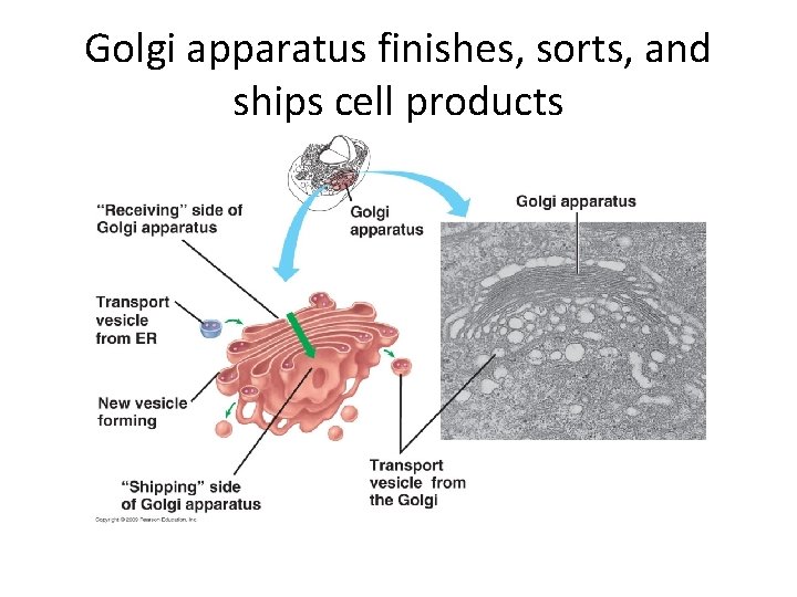 Golgi apparatus finishes, sorts, and ships cell products 