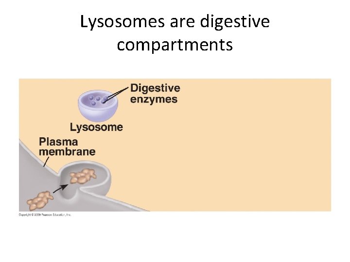 Lysosomes are digestive compartments 