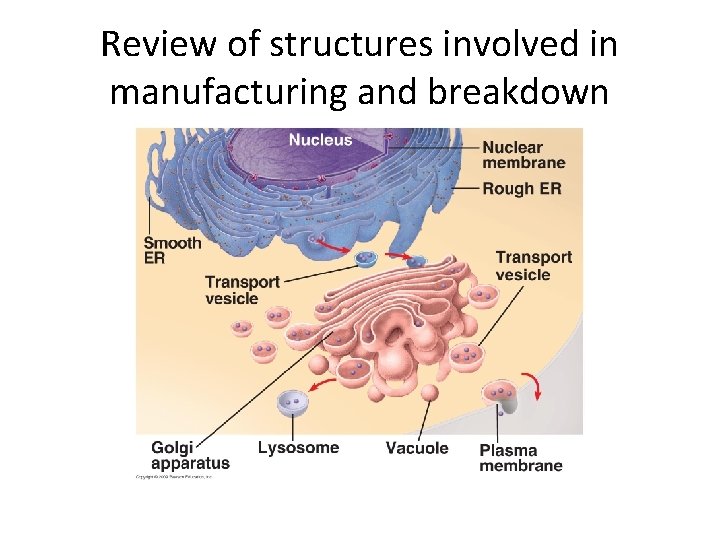 Review of structures involved in manufacturing and breakdown 