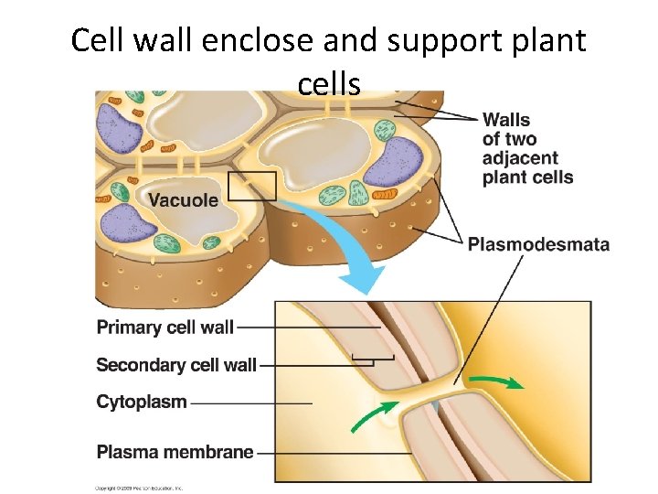 Cell wall enclose and support plant cells 