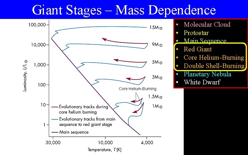 Giant Stages – Mass Dependence • • Core Helium-Burning Molecular Cloud Protostar Main Sequence