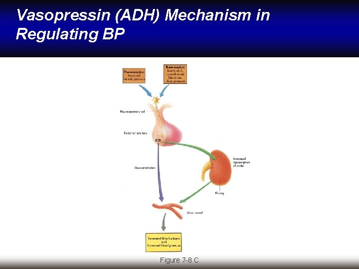 Vasopressin (ADH) Mechanism in Regulating BP Figure 7 -8 C 
